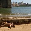 Animal Expert Tells Us "East River Monster" Was A Dog